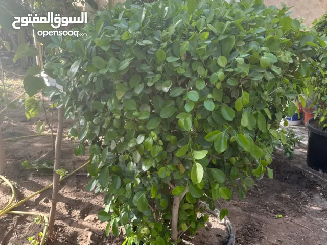 Beautiful and healthy plants