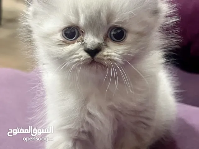 قطة للبيع نوع همالايا عمر شهرين