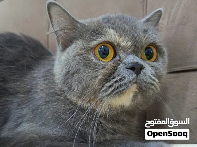 قطه سكوتش ستريت بيور بلو كريم تورتي لون مميز وقطه معروفه بأنها هاديه ومشاءالله جميله جدا قابل للتف