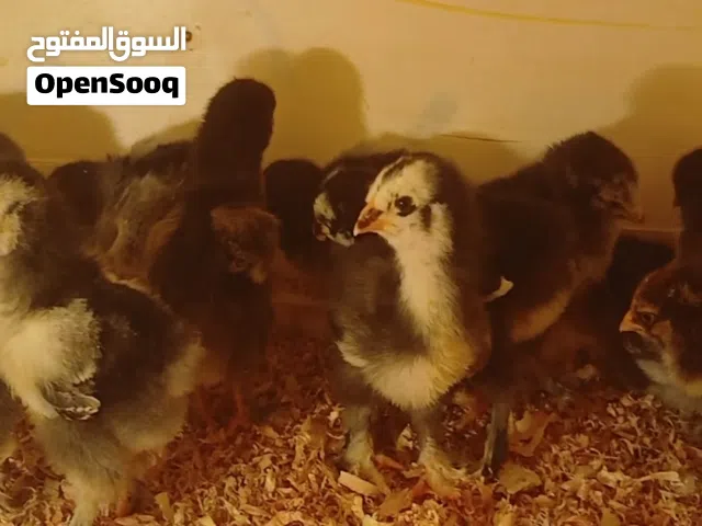 السلام عليكم متاح  13 كتكوت براهمي بصحه جيدا