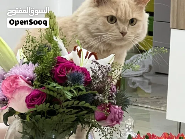 قط للتبني بسالمية ق4 الرجاء التواصل للمهتم