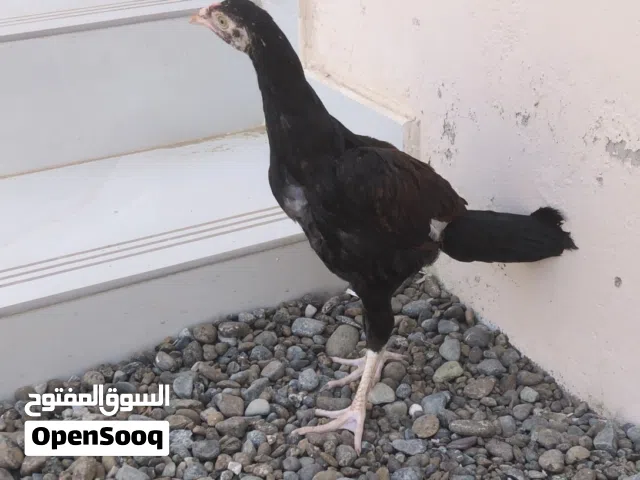 للبدل بما يقابل