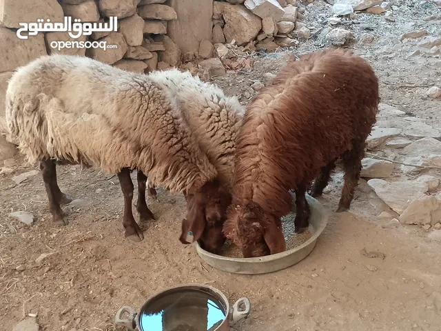 خرفان اثنين بسم الله ما شاء الله واحد عمر ست شهور وواحد عمر خمس شهور ونص