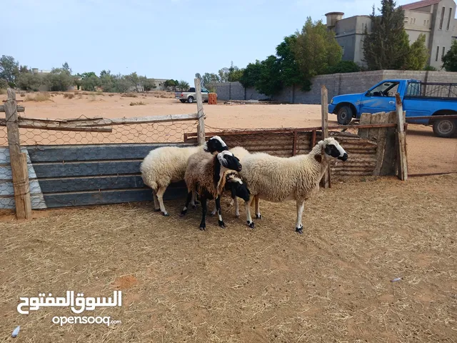 4 نعاجه للبيع ربي يبارك