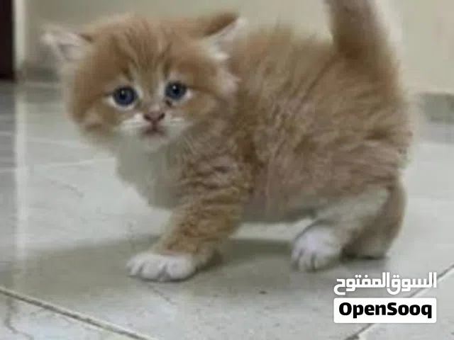 الذي معه قط شيرازي او هملايا يشتي يبيعه ب 15,000 وما تحت يدخل يكلمني عنر شهرين وماتحت
