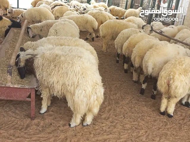 sheeps for Eidغنم عيد الأضحى