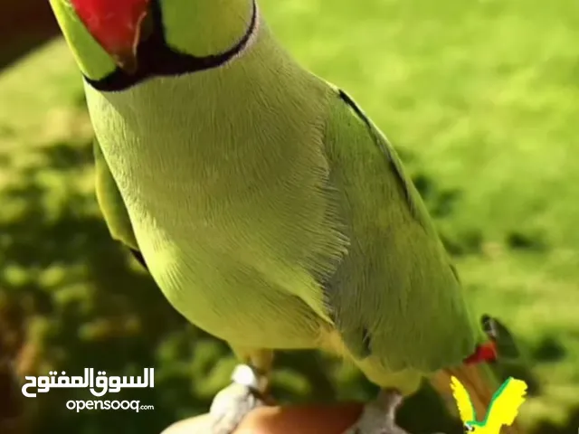 ببغاء عندي من العمر شهرين و ذكر لونه اخضر غامق
