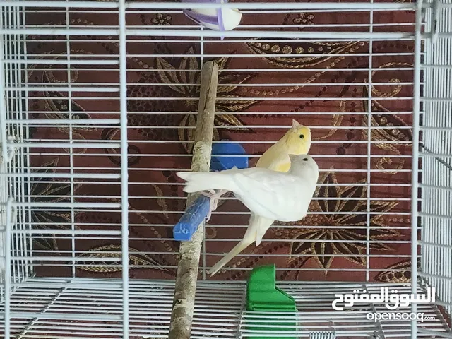 كناري زوج نثيه وفحل بياضه