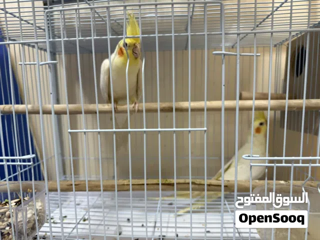 للبيع زوج كوكتيل الاتينو  السعر 24وقابل للتفاوض