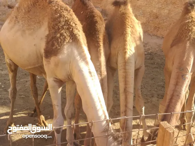 قعدان واتيات للموس