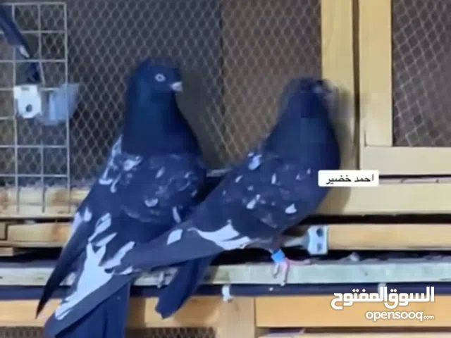 منو عنده تور للبيع نفس الصوره