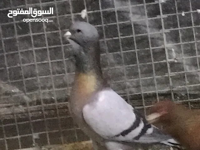 طيره ريحانيه اول خيرها