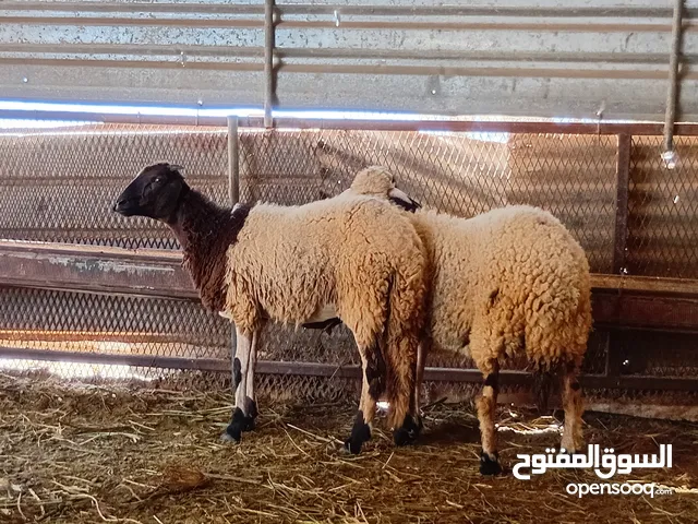 فطايم هجين الله يبارك
