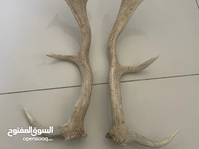 قرون غزال الفالودير للبيع