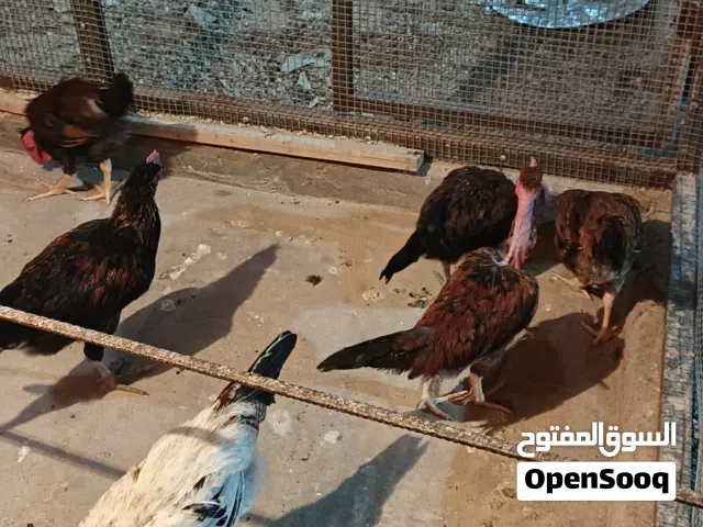 ديوجه ابو ركيبه فروج خشنات