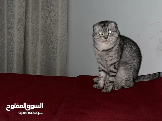 neutered cat for adoption للتبني قط سكوتش فولد معقم