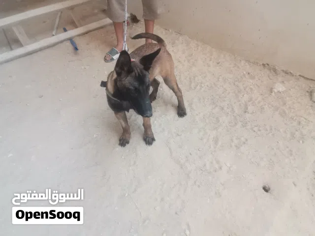 كلب مينوا ربي يبارك الكي 9