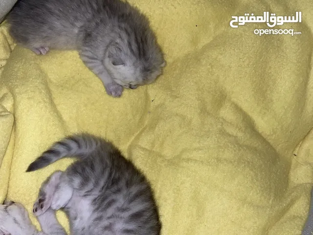 بريتش العمر أسبوعين بعد ما يصير أعمارهم شهر و نص