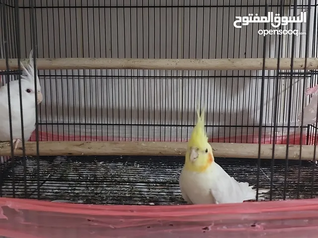 زوج كروان