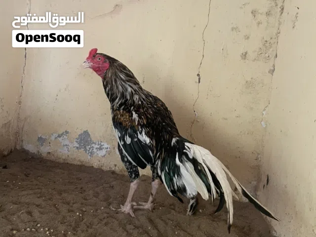 ديك بوليا سندي بنجابي