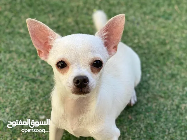 Adorable 6-Month-Old Chihuahua Puppy Looking for a Loving Home