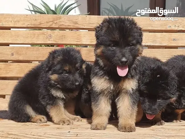 جراء جيرمن شو لاين مستوى ممتاز الأعمار شهرين