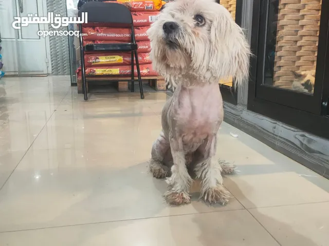 كل مالتيز للتبني الدمام المزروعية