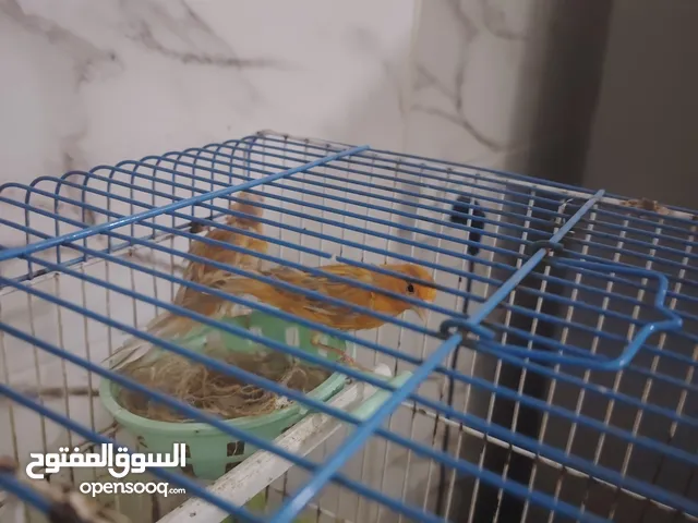 جوز كنار لون مشمشي صلاة النبي