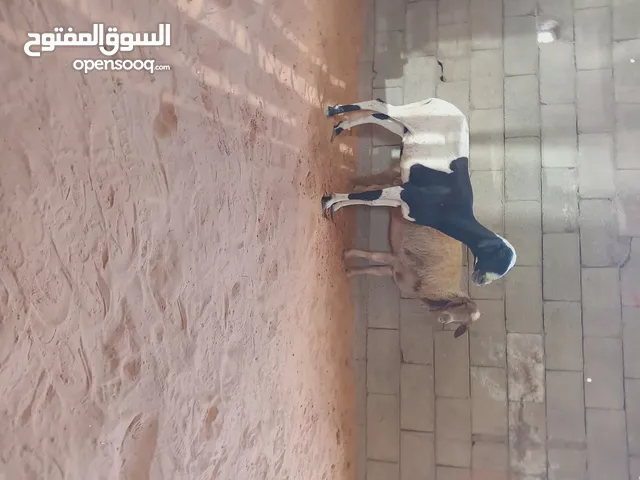 زوز نعاج بي طولهم وسنهم  أول جمع