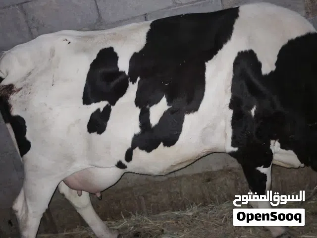 بجر ثاني بطن جواها عجل صار يومين من جابت