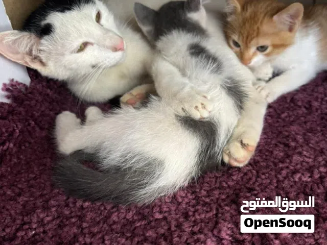 قطط للتبني