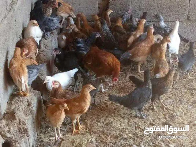 دجاج بلدي للبيع