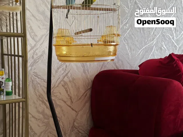 سعر خاص لستند وقفص كبير لجوز البادجي