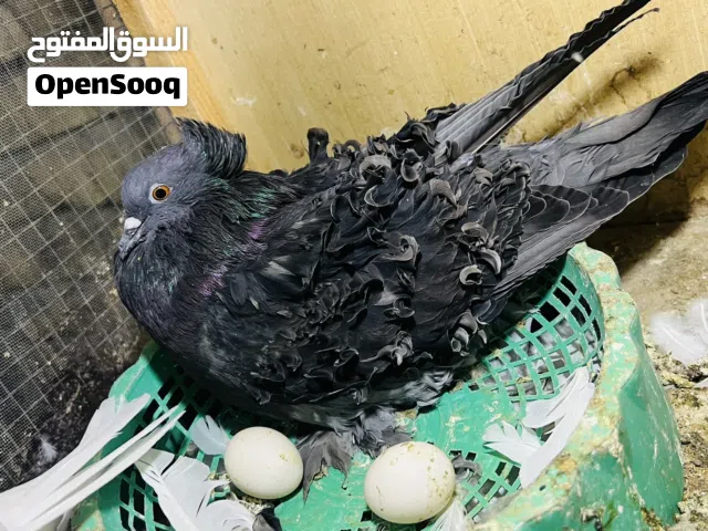 حمامه نثيه للبيت للجادين  يعرفون هاذ الطيره شنو منتجه وهذن بيضها بس مو وياها بيضها