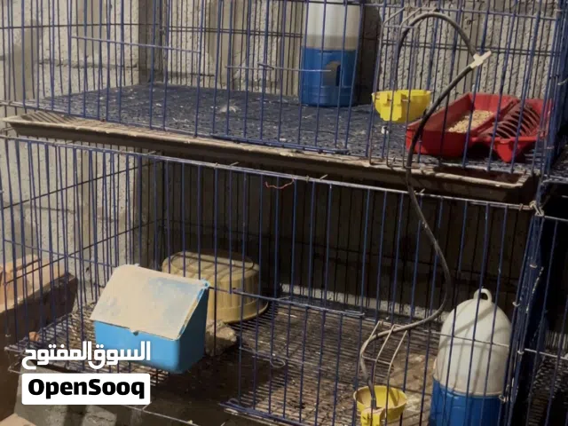 بارتي دورين زواق فرن الأصلي با المنظومة والركلات المكان بنغازي