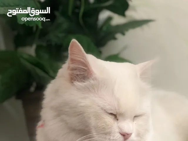 Urgent!! Persian Female Cat
