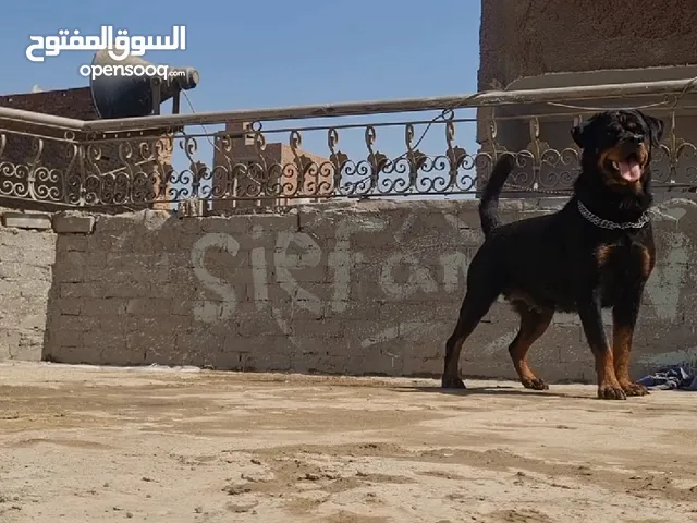 نتايه روت وايلر للبيع معاها ورق متسجله ekf ومحقونه مايكروشب ومتدربه طاعه وشراسه عنده سنتين اربع شهور