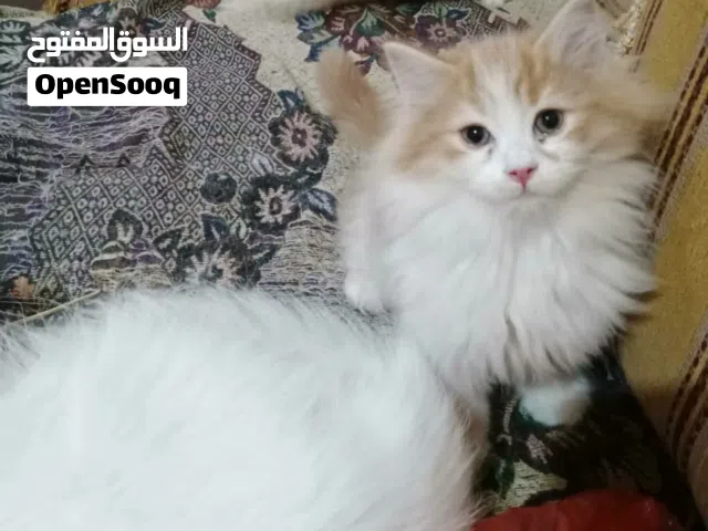 حيوانات للبي...