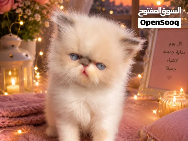 ( قطه ) ( بسه) أجمل كيتي بيرشن ممكن تشوفها كتن بيرشن فان بسعر مميز جداا