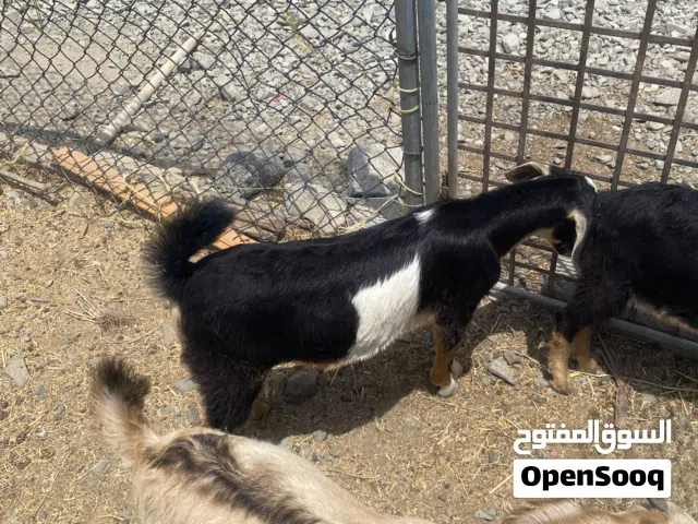 للبيع صخول محليات عمانيات