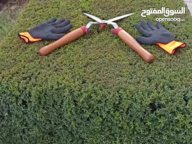 مجد البرغوثي