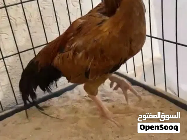 ديك صحته ممتازة وحار