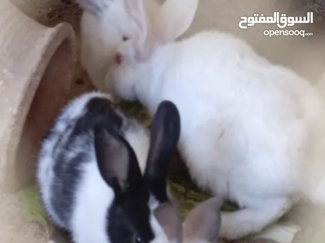 ارانب للبيع سعر حرق