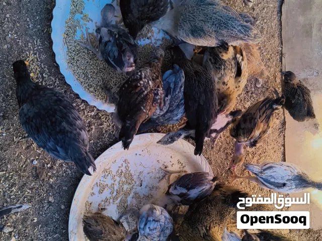 فرخات بلدي