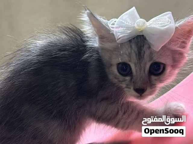 قطه صغيره + الام + الاغراض الخاصه فيهم