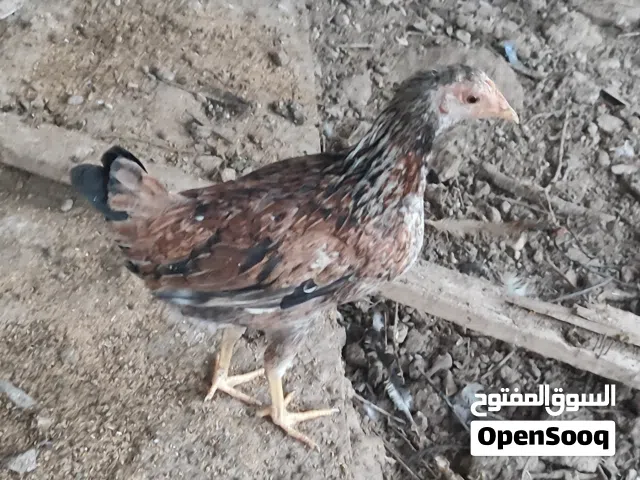 دندراوي تمري للبيع