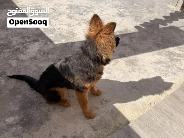 كلب جيرمن شيبرد للبيع