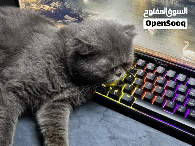 قط سكوتش نضيف وهادي
