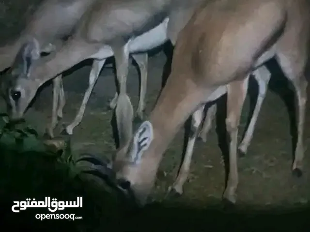 ثنتين اناث غزلان معا ذكر نوع ضباء للبيع المشتري يتواصل بي توصيل لي مكان حسب الا اتفاق
