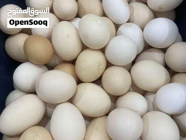 بيض عماني فرنسي يصلح للاكل والتفقيس ب ريالين
